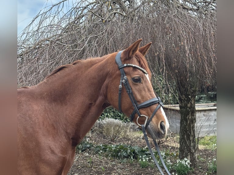 Other Breeds Mare 15 years 15,1 hh Chestnut-Red in Iggingen