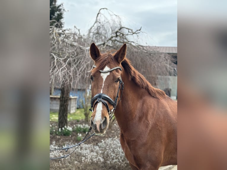 Other Breeds Mare 15 years 15,1 hh Chestnut-Red in Iggingen