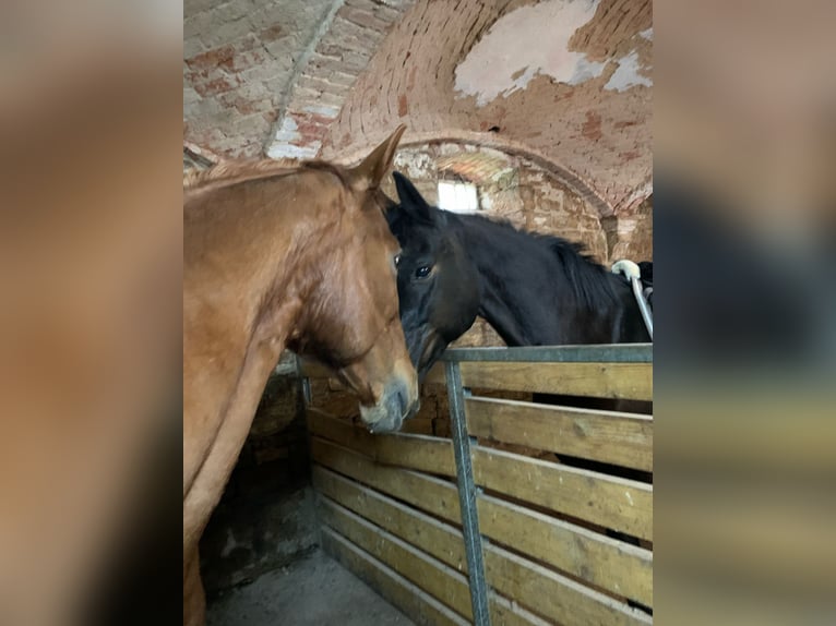 Other Breeds Mare 15 years 15,2 hh Chestnut-Red in Zeitz