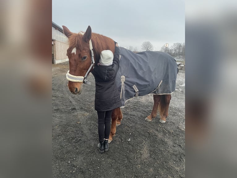 Other Breeds Mare 15 years 15,2 hh Chestnut-Red in Zeitz