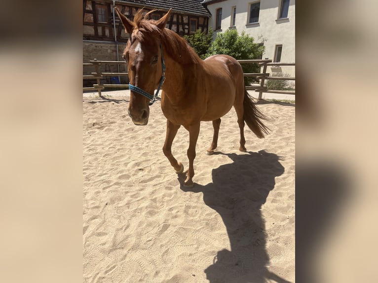 Other Breeds Mare 15 years 15,2 hh Chestnut-Red in Zeitz