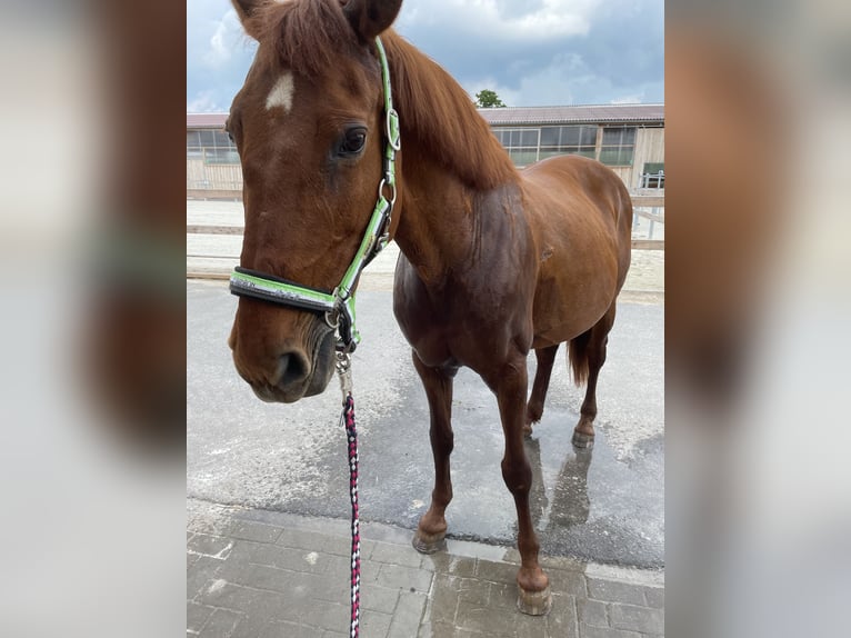 Other Breeds Mare 15 years 15,2 hh Chestnut-Red in Zeitz