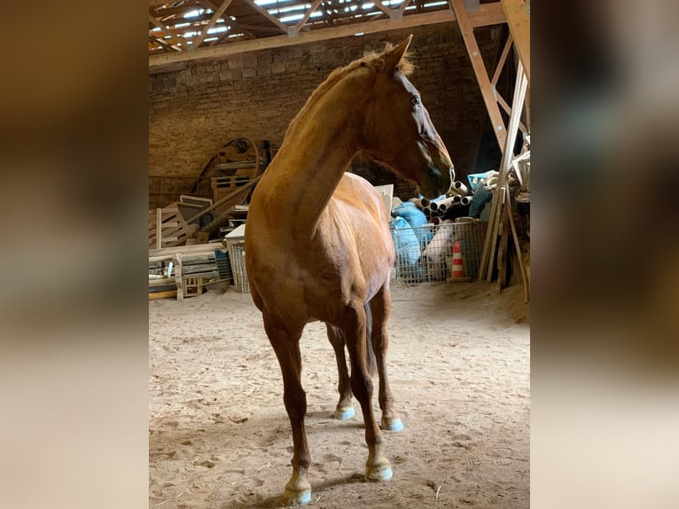 Other Breeds Mare 15 years 15,2 hh Chestnut-Red in Zeitz