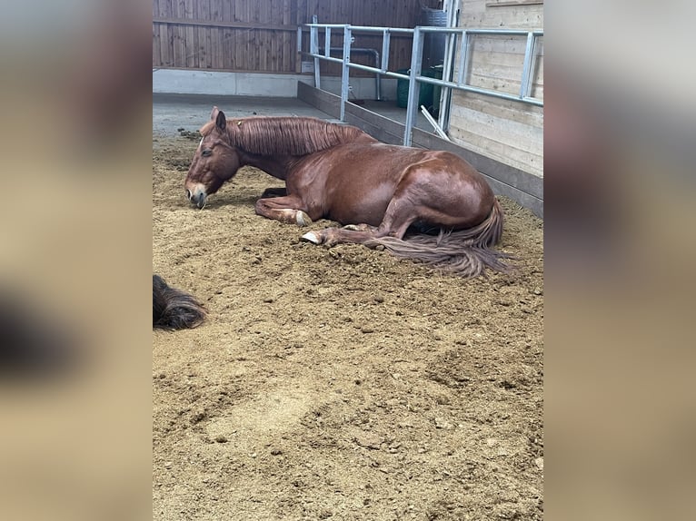 Other Breeds Mare 15 years 15,2 hh Chestnut-Red in Zeitz