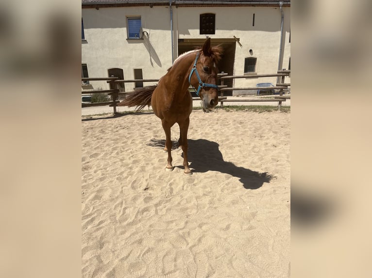 Other Breeds Mare 15 years 15,2 hh Chestnut-Red in Zeitz