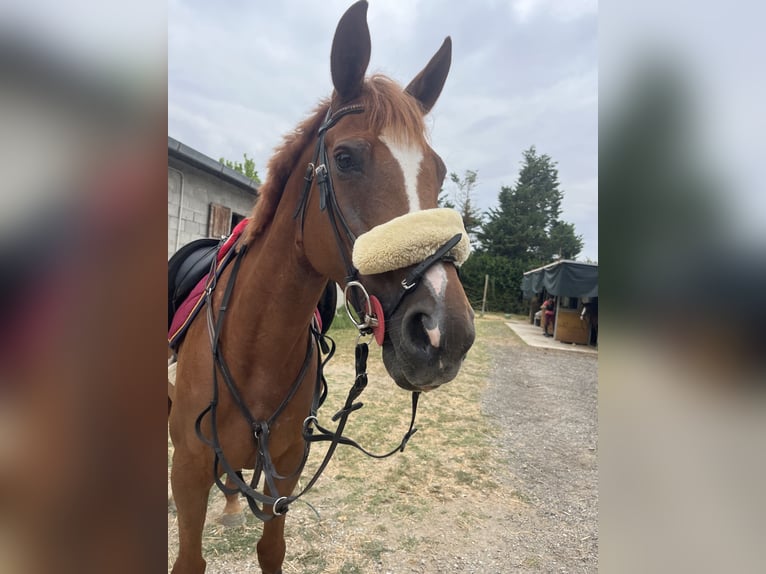 Other Breeds Mare 15 years 15.2 hh Chestnut-Red in Montopoli
