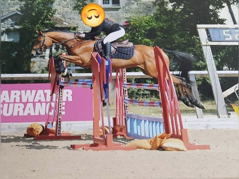 Other Breeds Mare 15 years 15 hh Bay in Oxford