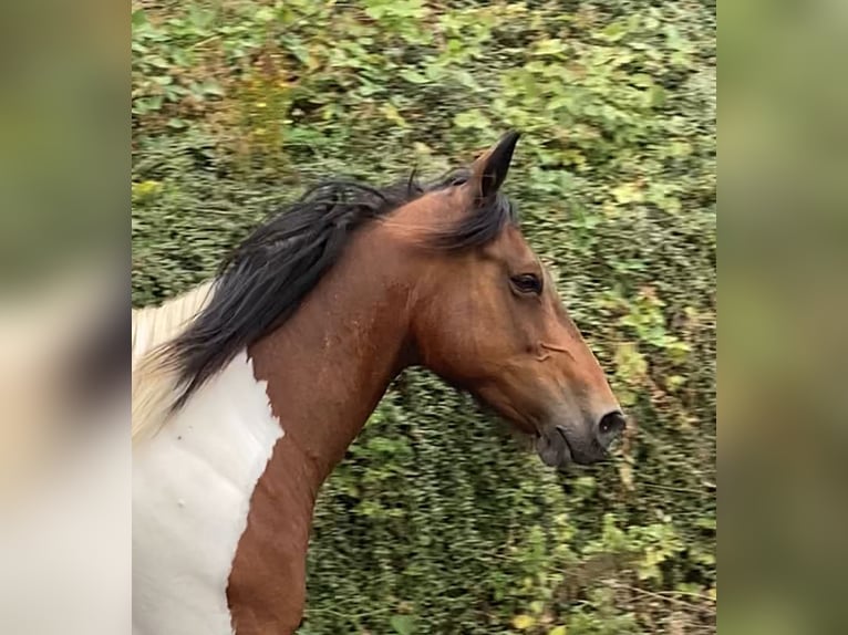 Other Breeds Mix Mare 15 years 15 hh Pinto in Morsbach