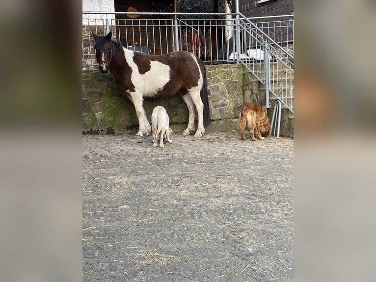 Other Breeds Mix Mare 15 years 15 hh Pinto in Morsbach