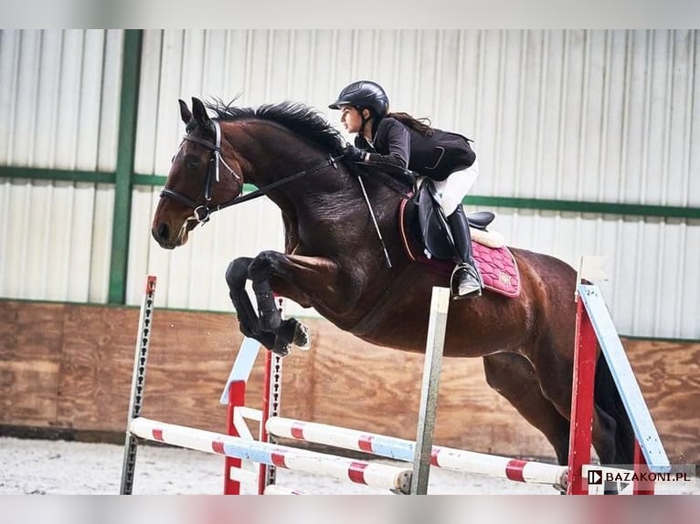 Other Breeds Mare 15 years 16 hh Brown in Wolica