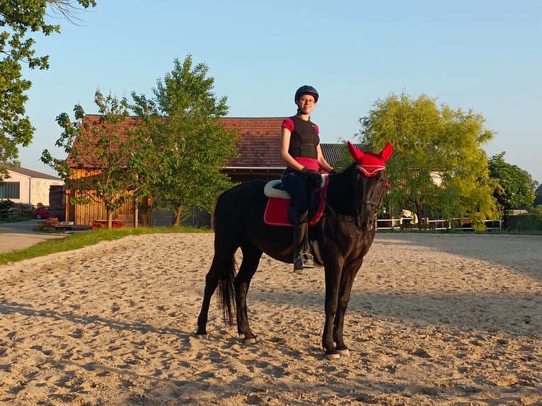 Other Breeds Mare 15 years 16,1 hh Black in Ebenthal