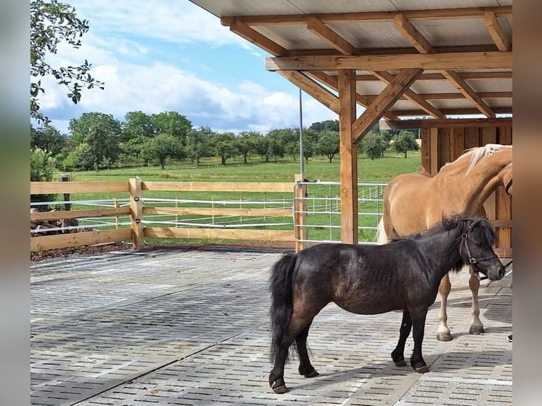 Other Breeds Mare 15 years 9,1 hh Gray-Dark-Tan in Neunkirchen