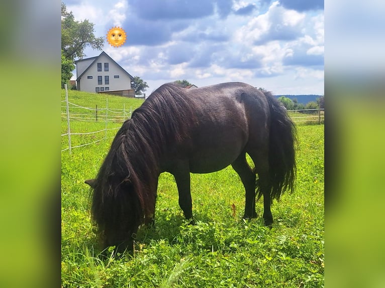 Other Breeds Mare 15 years 9,1 hh Gray-Dark-Tan in Neunkirchen