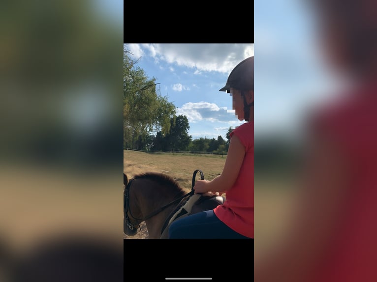 Other Breeds Mare 16 years 12,3 hh Chestnut-Red in Borken