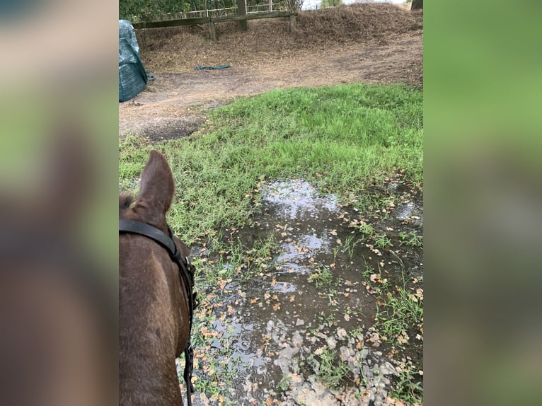 Other Breeds Mare 16 years 12,3 hh Chestnut-Red in Borken