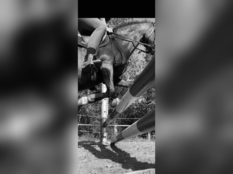 Other Breeds Mare 16 years 12,3 hh Chestnut-Red in Borken