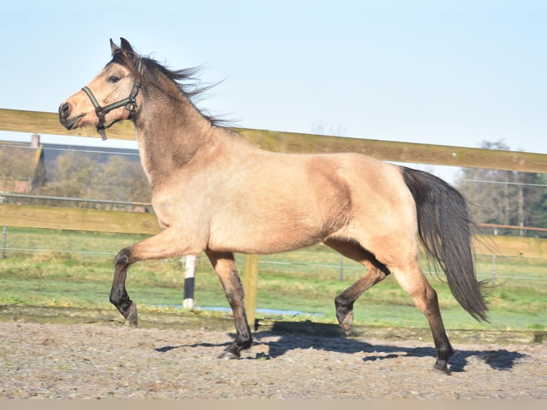 Other Breeds Mare 16 years 14,1 hh Dun in Achtmaal