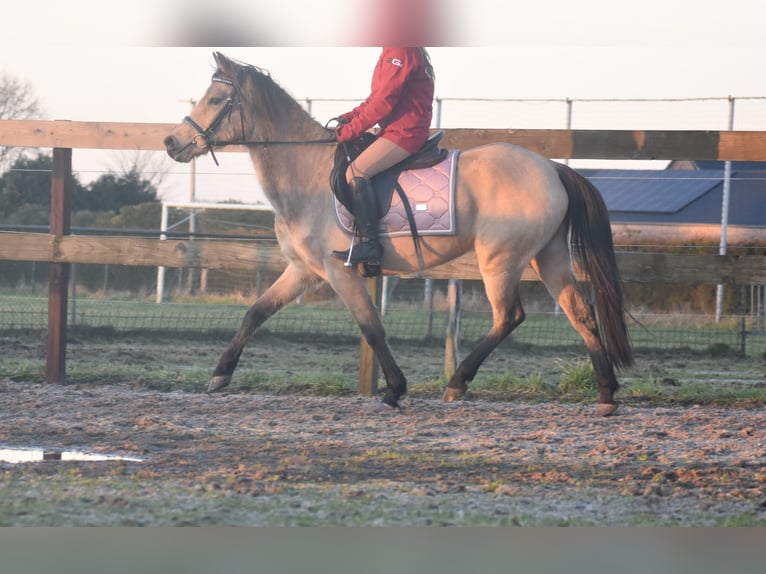 Other Breeds Mare 16 years 14,1 hh Dun in Achtmaal