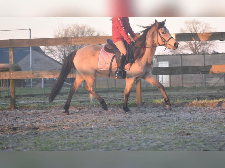 Other Breeds Mare 16 years 14,1 hh Dun in Achtmaal