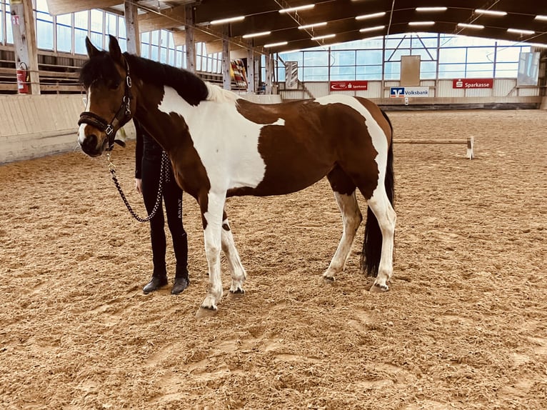 Other Breeds Mare 16 years 14,2 hh Pinto in Emmendingen