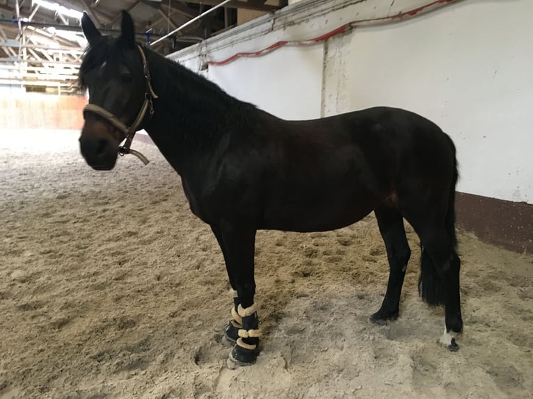 Other Breeds Mix Mare 16 years 14,3 hh Black in Bonn