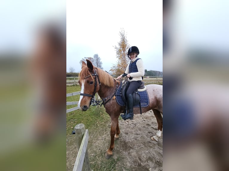 Other Breeds Mix Mare 16 years 14,1 hh Roan-Red in Laholm