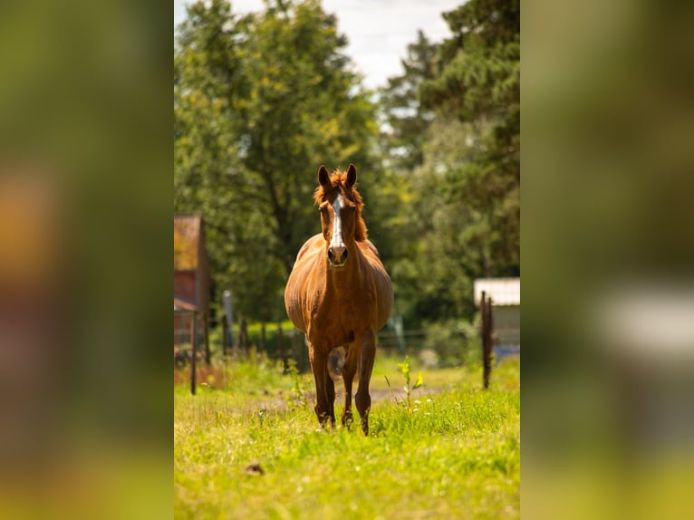 Other Breeds Mix Mare 16 years 15,1 hh Chestnut-Red in Bilzen