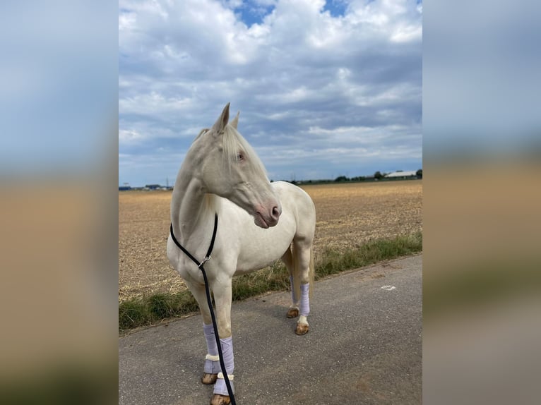 Other Breeds Mare 16 years 15,1 hh Cremello in Selm