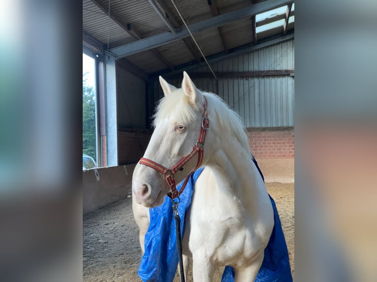 Other Breeds Mare 16 years 15,1 hh Cremello in Selm