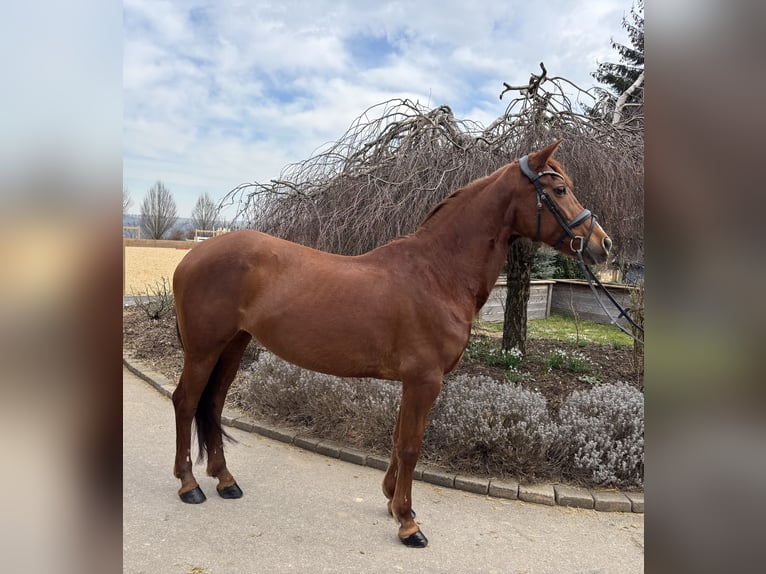Other Breeds Mare 16 years 15,1 hh Chestnut-Red in Iggingen