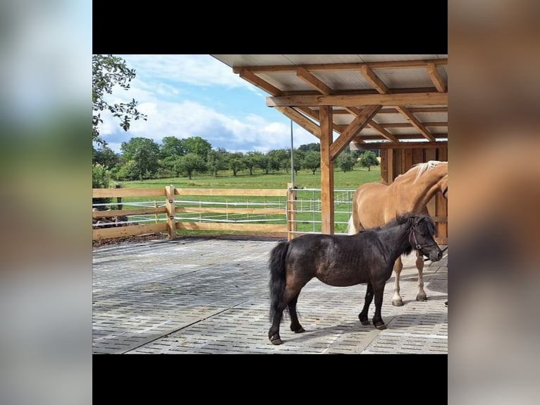 Other Breeds Mare 16 years 9,1 hh Grey-Dark-Tan in Neunkirchen