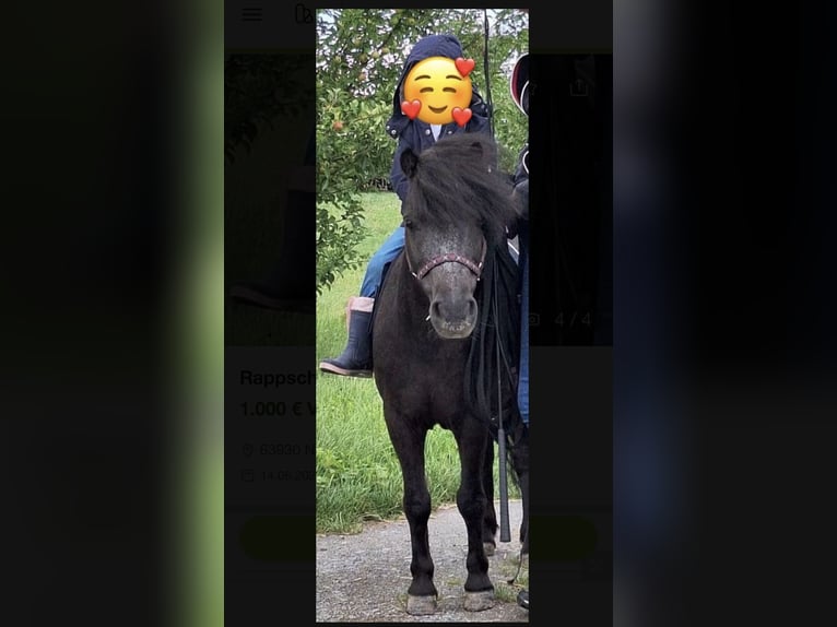 Other Breeds Mare 16 years 9,1 hh Grey-Dark-Tan in Neunkirchen