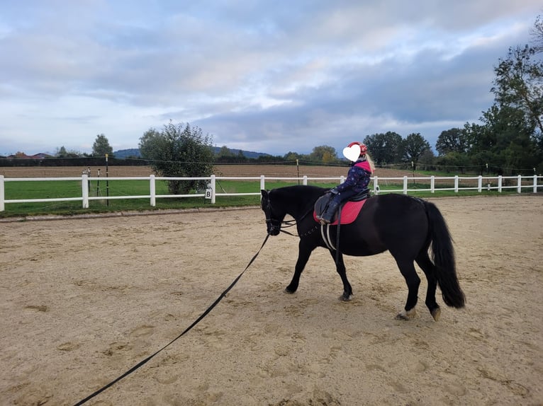 Other Breeds Mix Mare 17 years 12,1 hh Smoky-Black in Speichersdorf