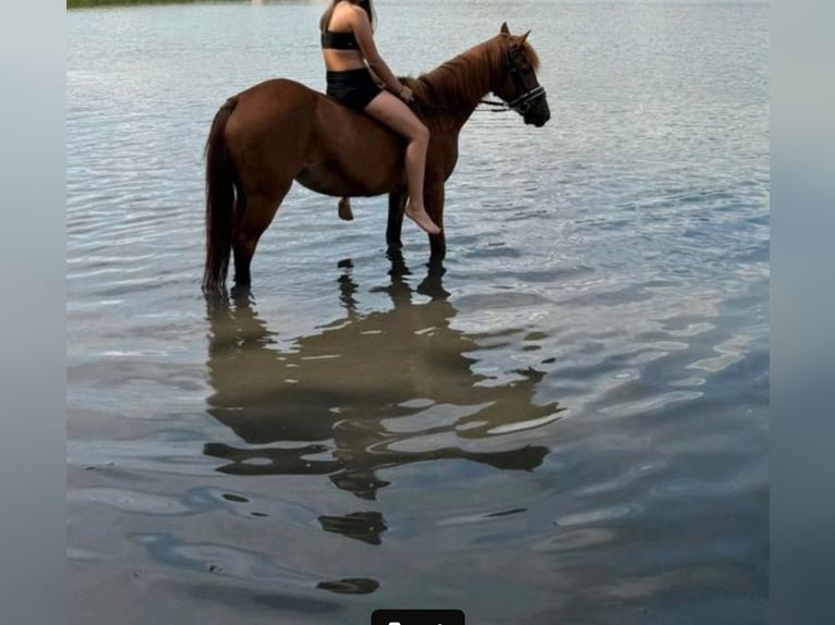 Other Breeds Mare 17 years 13,2 hh Chestnut-Red in Willerstedt