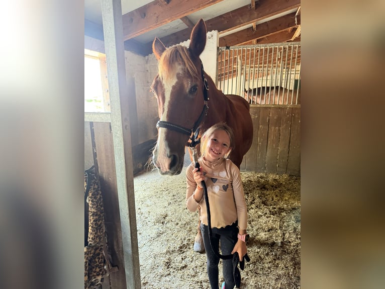 Other Breeds Mare 17 years 14.3 hh Chestnut-Red in Viernheim