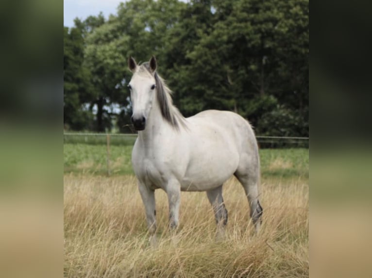 Other Breeds Mix Mare 17 years 14,1 hh Grey-Blue-Tan in Oberlangen