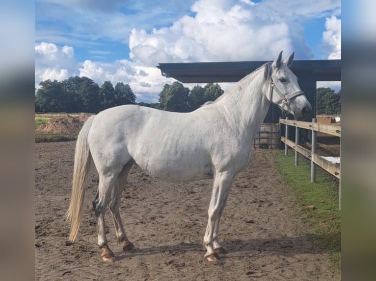 Other Breeds Mix Mare 17 years 14,1 hh Grey-Blue-Tan in Oberlangen