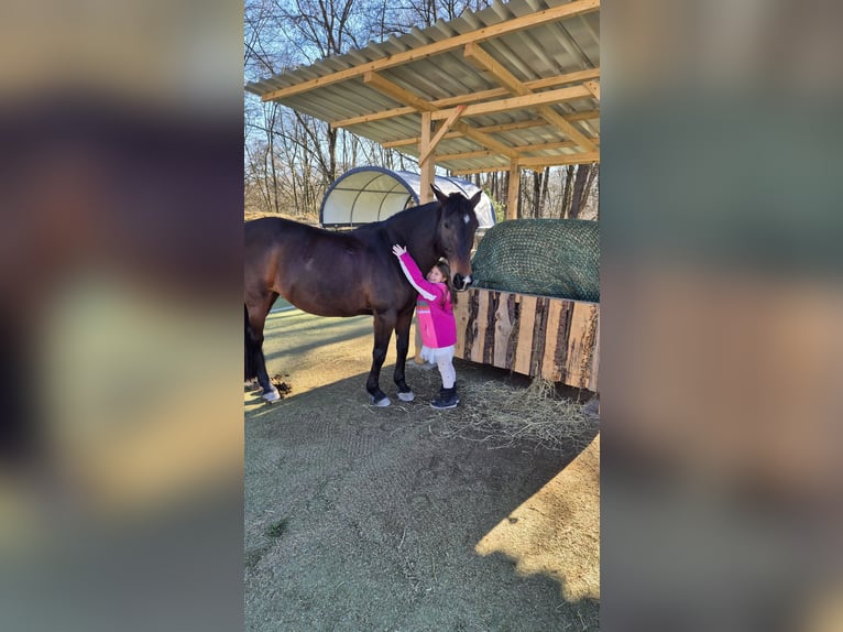 Other Breeds Mix Mare 17 years 15.1 hh Smoky-Black in Philippsthal (Werra)