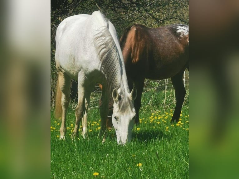 Other Breeds Mare 17 years 15,2 hh in Brakel