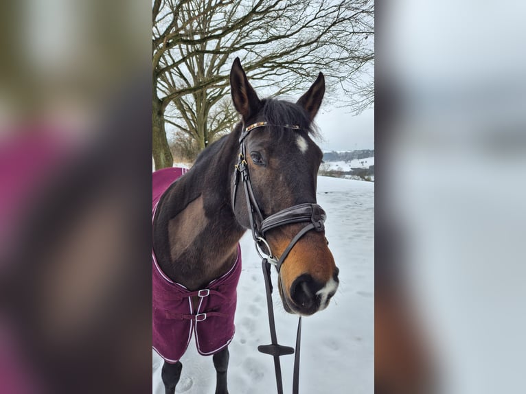 Other Breeds Mix Mare 17 years 15,1 hh Smoky-Black in Philippsthal (Werra)