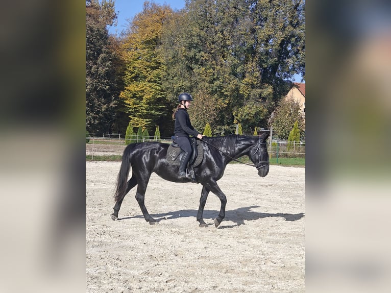 Other Breeds Mare 17 years 16,2 hh Black in Ptuj