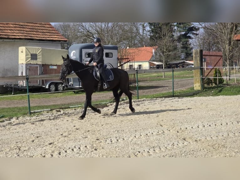 Other Breeds Mare 17 years 16,2 hh Black in Ptuj