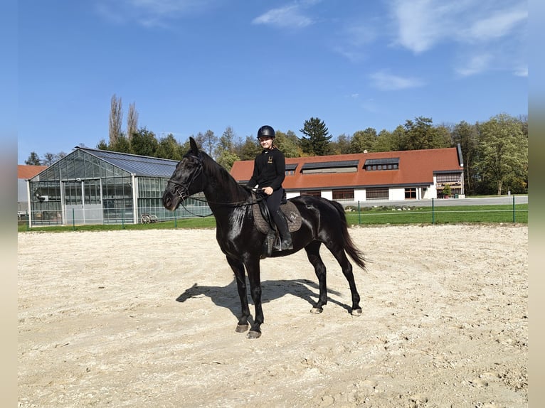 Other Breeds Mare 17 years 16,2 hh Black in Ptuj