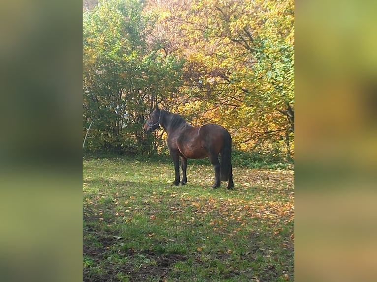 Other Breeds Mare 17 years 16 hh Bay-Dark in Gummersbach
