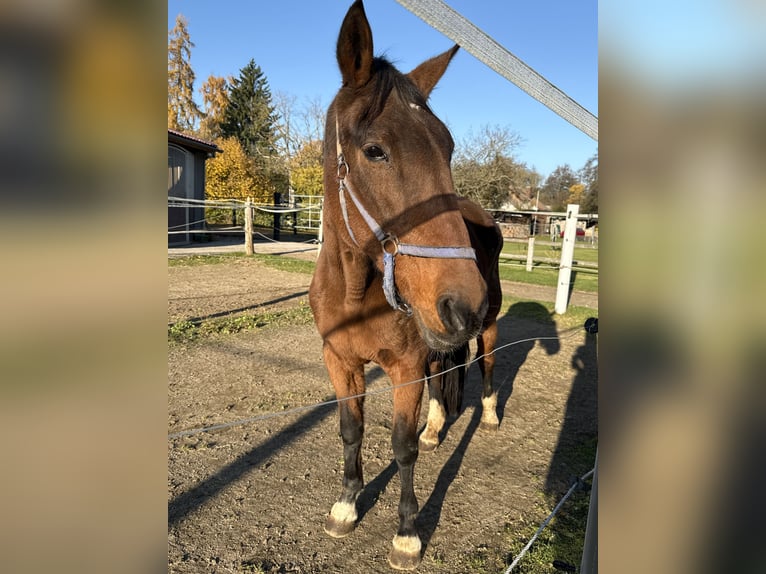 Other Breeds Mare 17 years 16 hh Bay-Dark in Immenreuth
