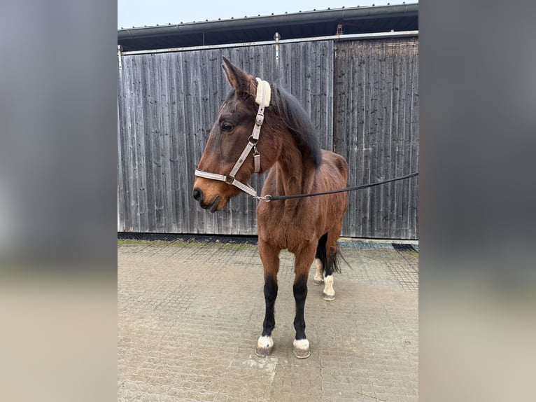 Other Breeds Mare 17 years 16 hh Bay-Dark in Immenreuth