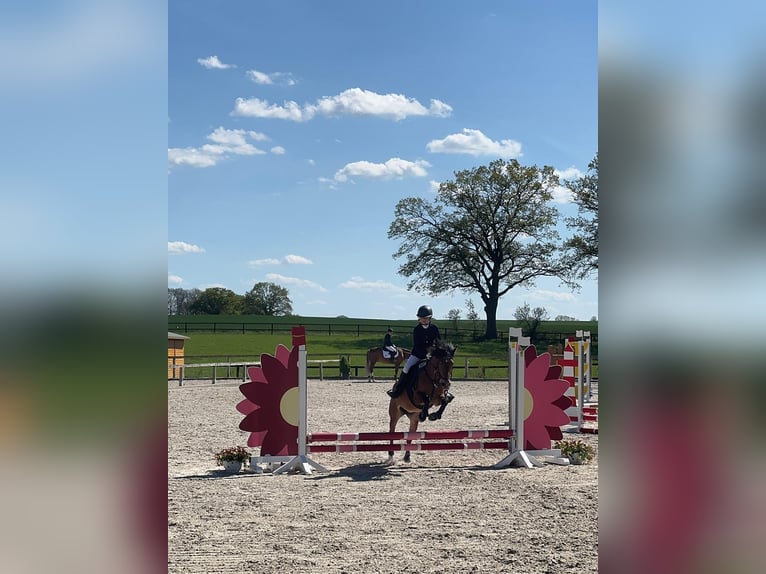 Other Breeds Mare 18 years 12,3 hh Brown in Schlesen