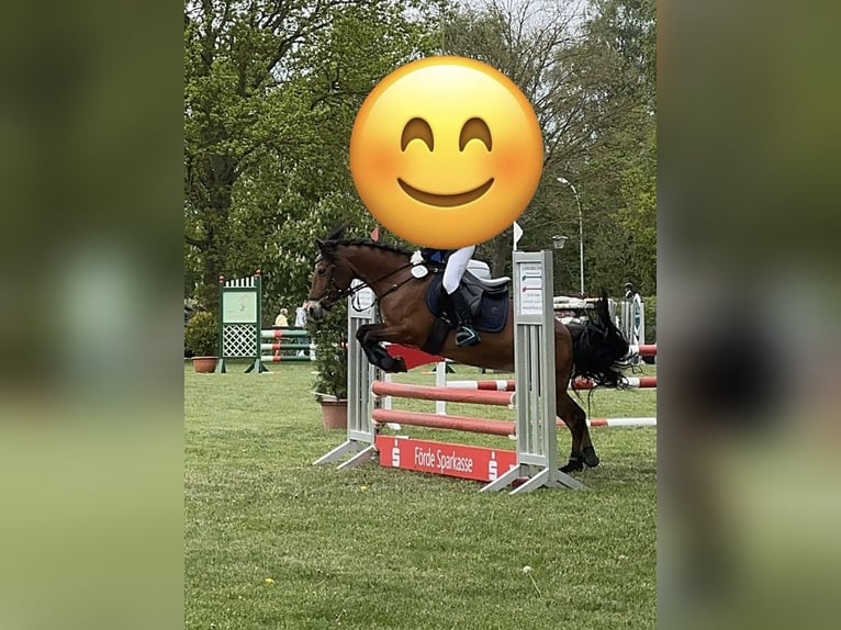Other Breeds Mare 18 years 12,3 hh Brown in Schlesen