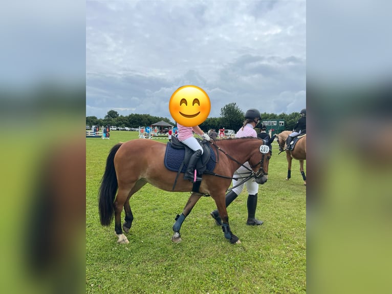 Other Breeds Mare 18 years 12,3 hh Brown in Schlesen