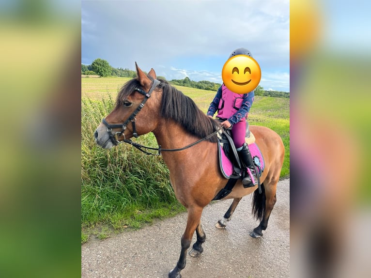 Other Breeds Mare 18 years 12,3 hh Brown in Schlesen